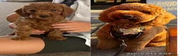 Cockapoo dogs for sale: Beautiful F2 cockapoo  - Advert 10