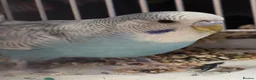 Budgerigars birds for sale: Baby budgies in Corby - Advert 5