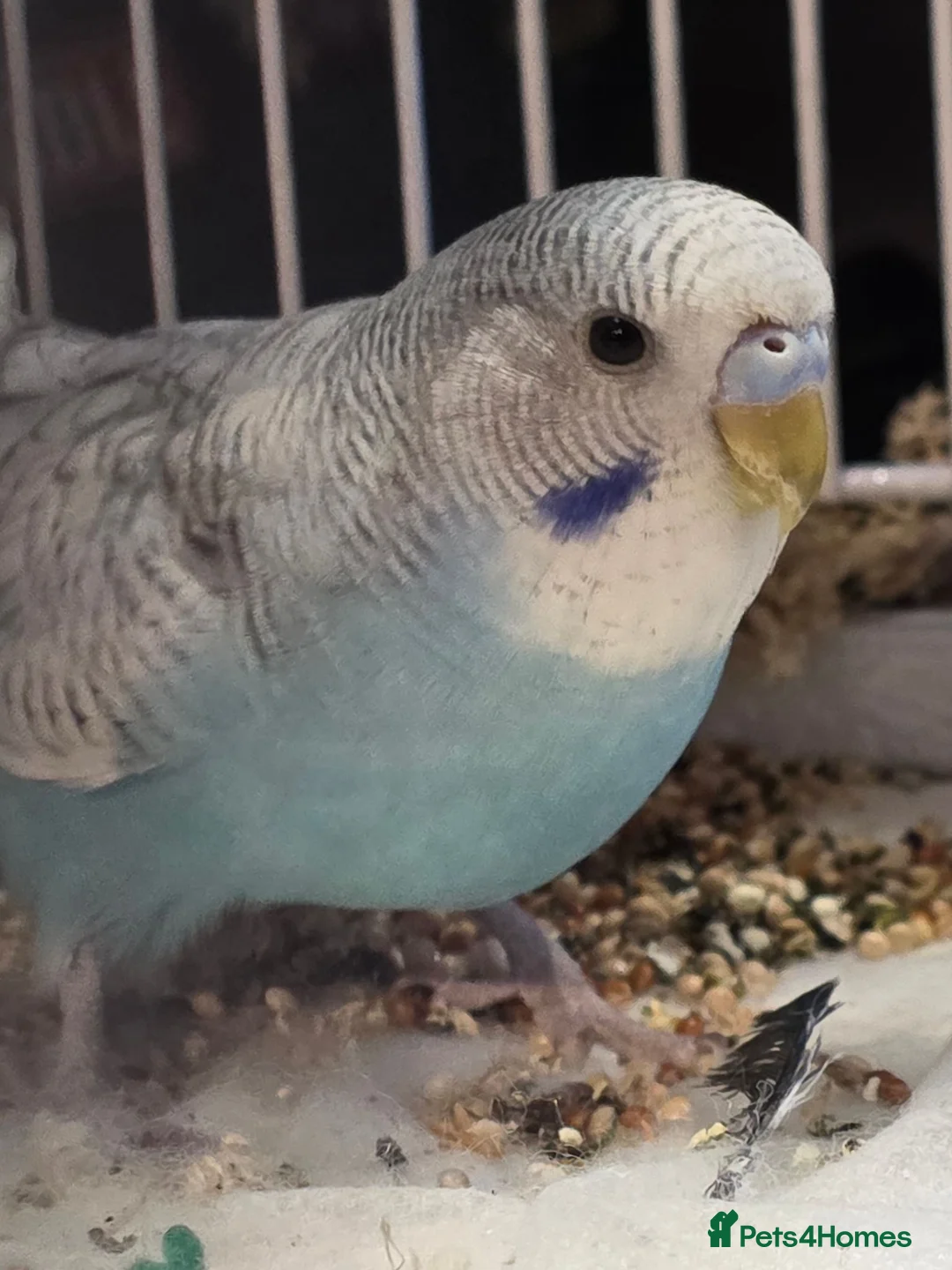 Budgerigars birds for sale: Baby budgies in Corby - Advert 5