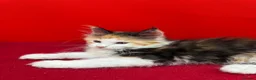 Maine Coon cats for sale: TICA Reg Maine Coon Kittens Red & Tortie Babies - Advert 22