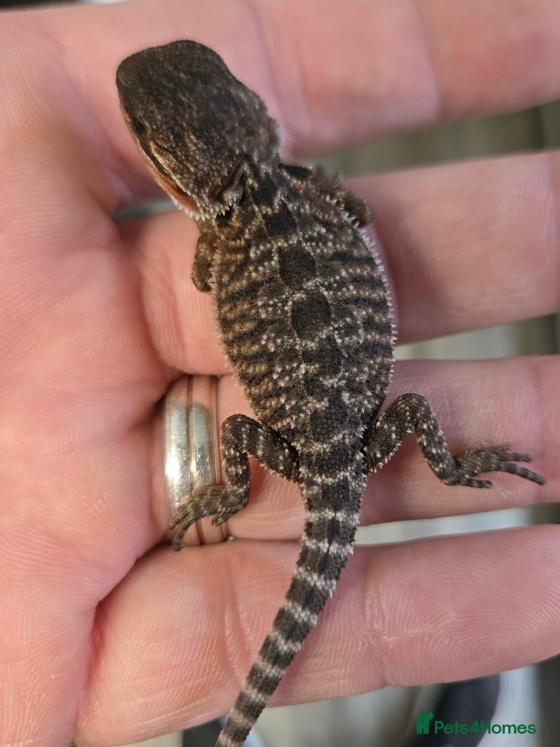 Bearded Dragon reptiles Red Monster blue bar and G stripe possible Chroma  - Advert 1