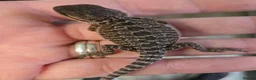 Bearded Dragon reptiles for sale: Red Monster blue bar and G stripe possible Chroma  - Advert 1