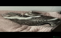 British Shorthair cats for sale: Beautiful half BSH Kittens  - Image 16