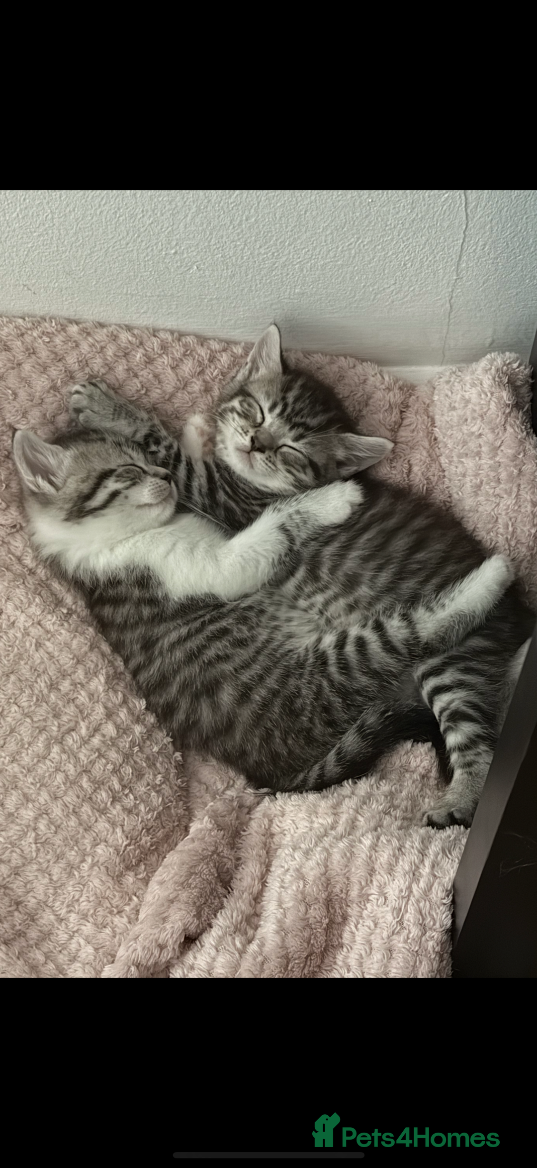 British Shorthair cats for sale: Beautiful half BSH Kittens  - Image 16