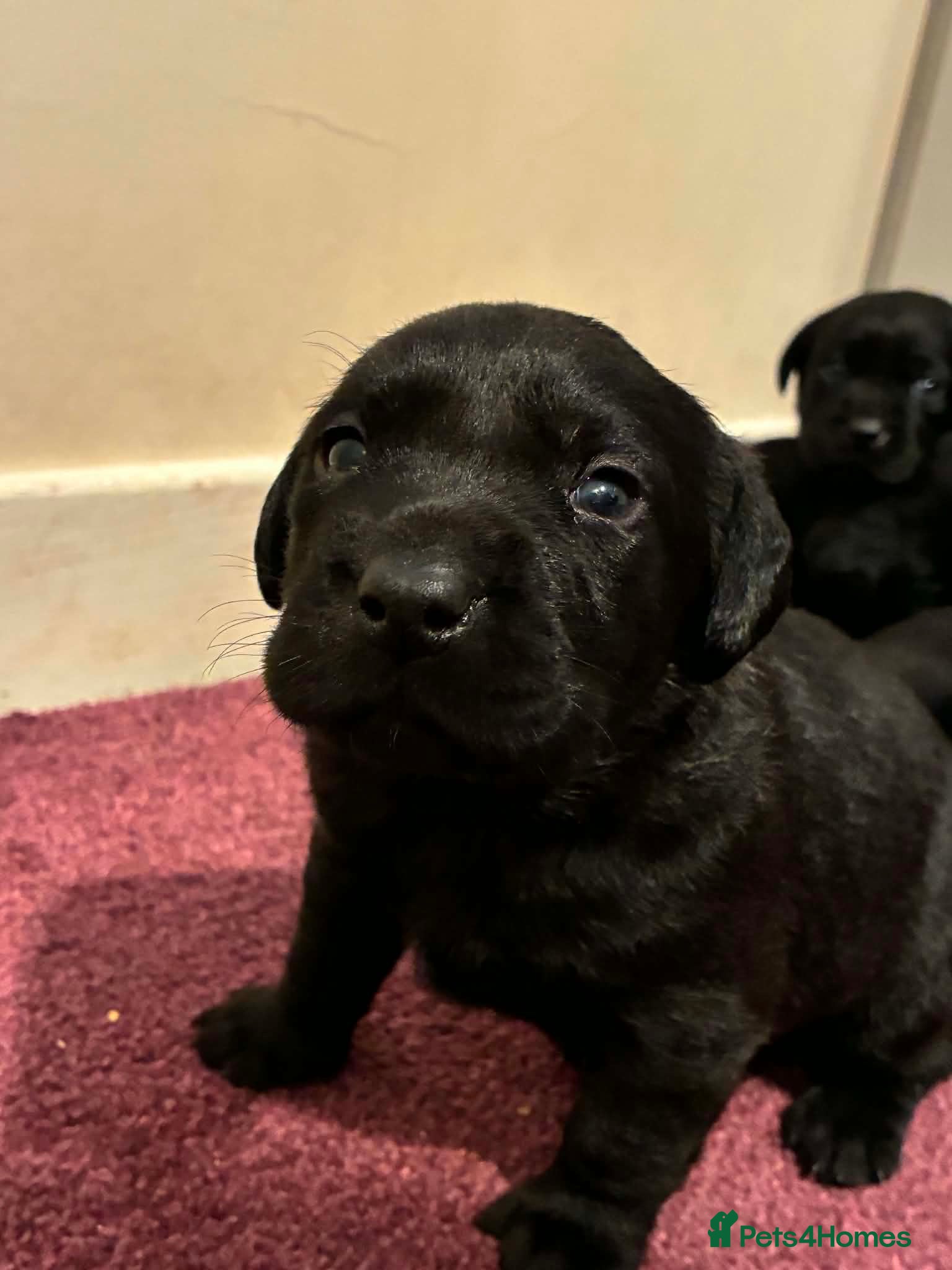 Labrador Retriever dogs for sale: Labrador puppies  - Advert 5