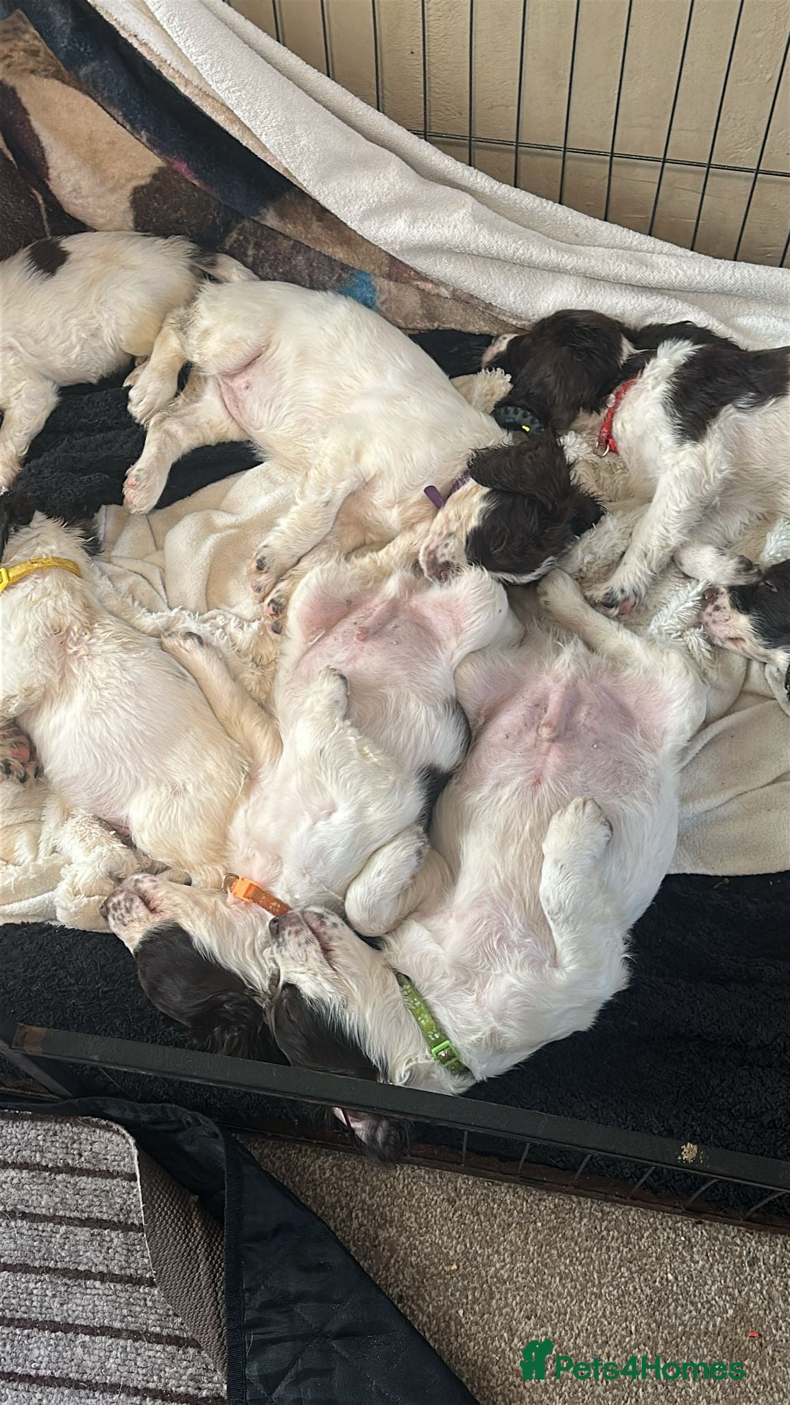 English Springer Spaniel dogs 9 Liver & White Springer Spaniel Puppies  - Advert 2