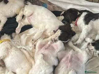 English Springer Spaniel dogs 9 Liver & White Springer Spaniel Puppies - Advert 2