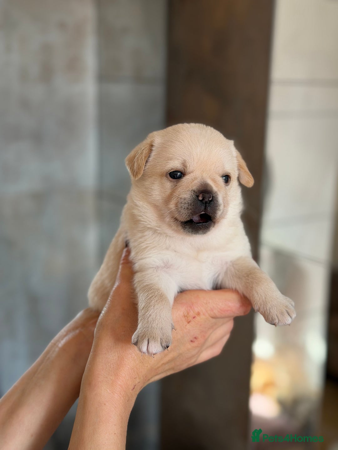 Mixed Breed dogs for sale: Adorable Pug x Pomeranian Puppies  - Image 15