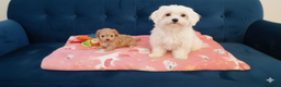 Maltipoo dogs for sale: Adorable maltipoo girl ready now - Advert 2