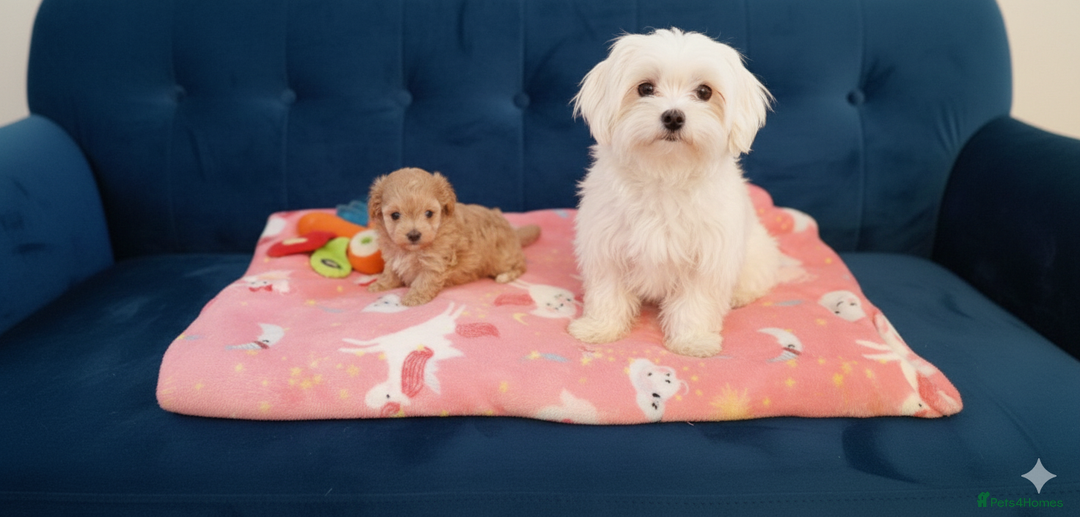 Maltipoo dogs for sale: Adorable maltipoo girl ready now - Advert 2