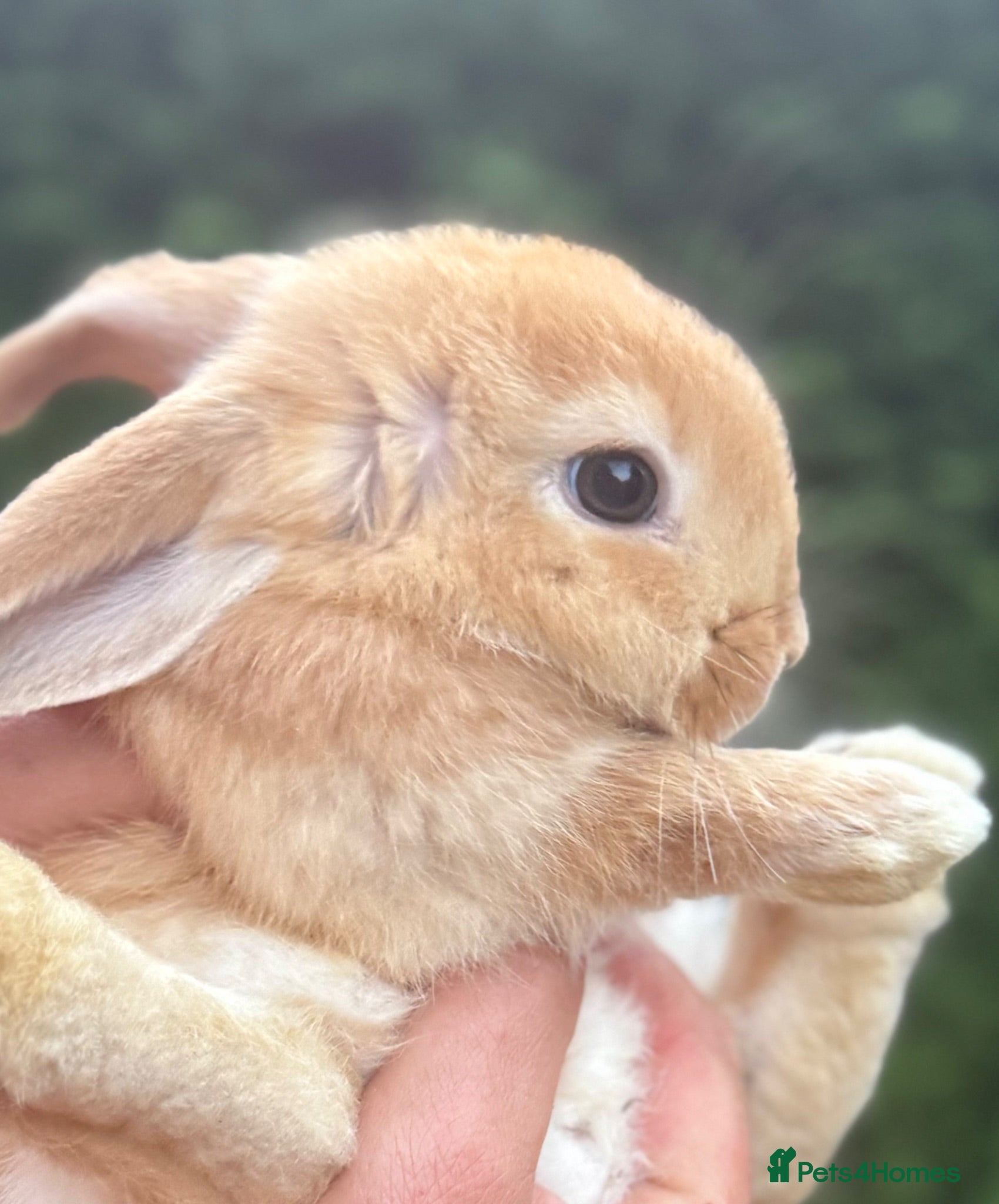 Mini Lop rabbits Mini Lop Baby Rabbits - pure bred - Ready now - Advert 6