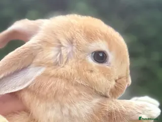 Mini Lop rabbits Mini Lop Baby Rabbits - pure bred - Ready now - Advert 6