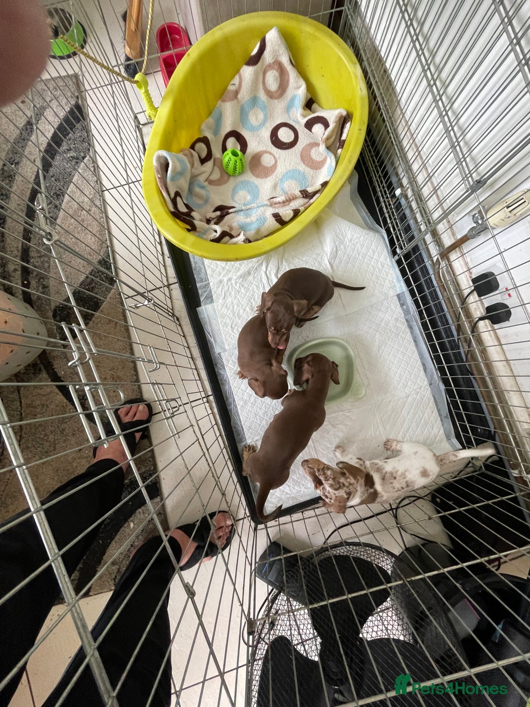 Dachshund dogs for sale: Dachshund puppies - Image 4
