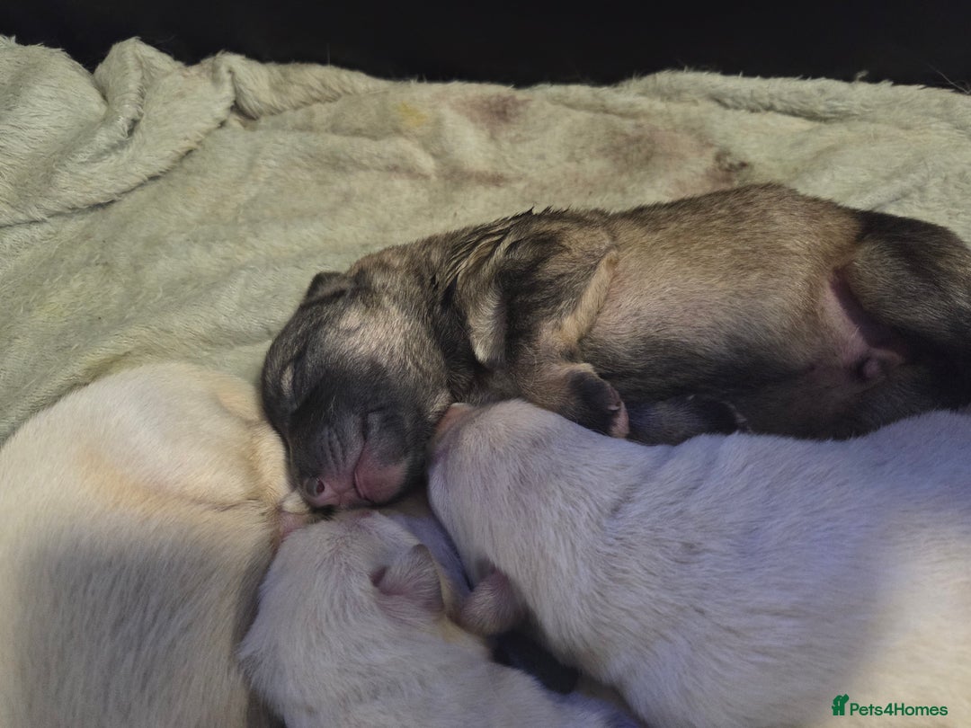 German Shepherd dogs for sale: German shepherd puppies  - Image 5