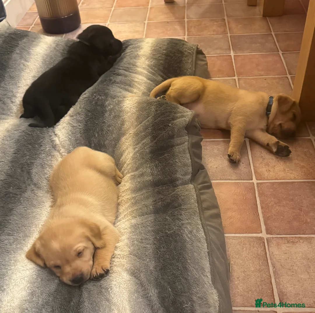 Labrador Retriever dogs for sale: Beautiful fox red male pups - Advert 7
