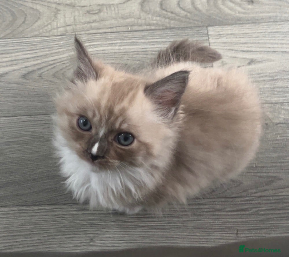 Ragdoll cats Gorgeous pedigree ragdoll kittens  - Advert 11