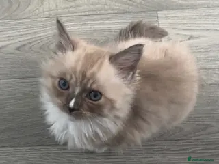 Ragdoll cats Gorgeous pedigree ragdoll kittens - Advert 11