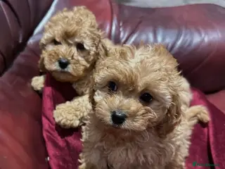 Cavapoochon dogs F1b Cavapoochon Puppies - Advert 5