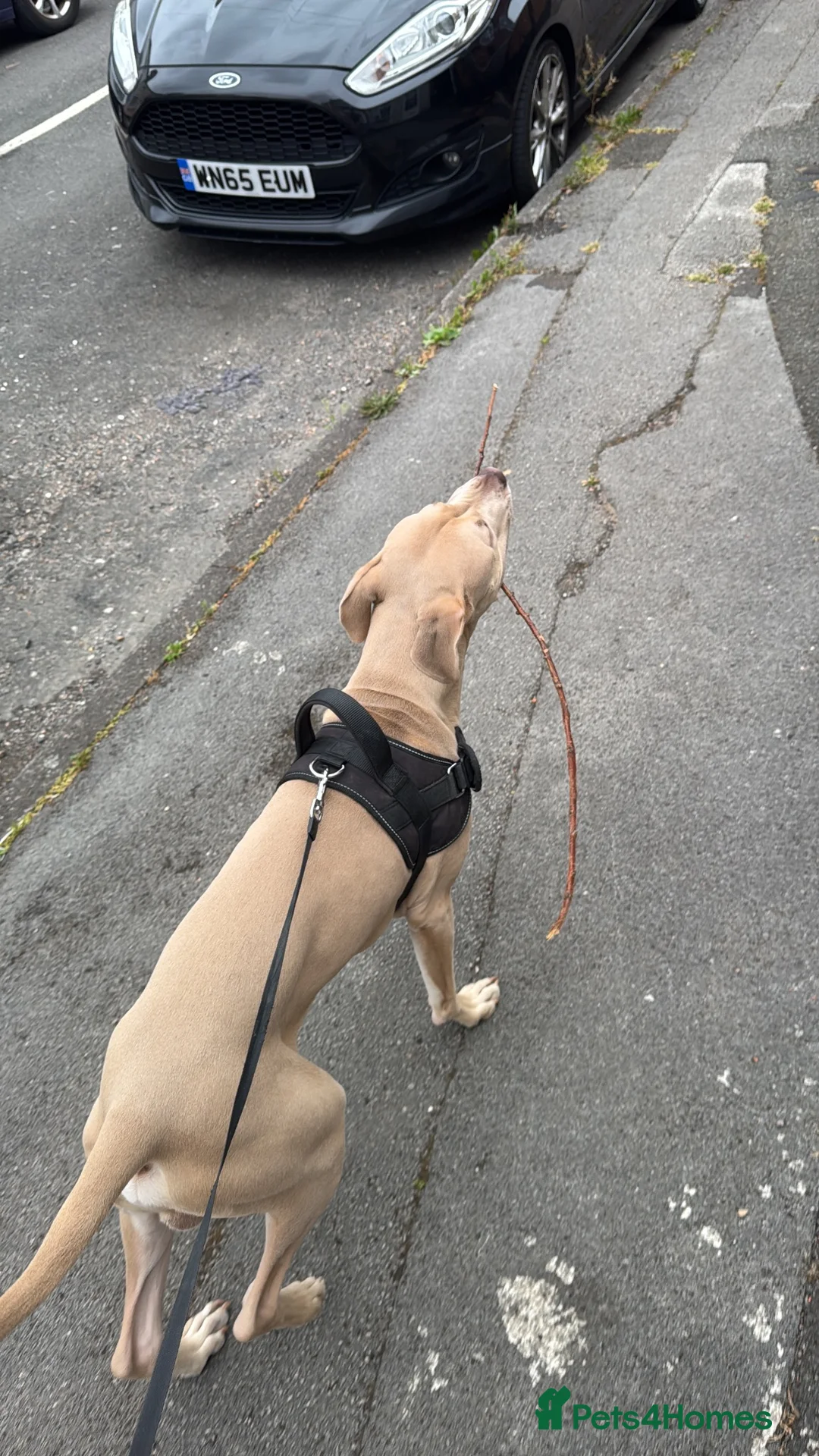 Mixed Breed dogs for sale: Pablo  in Nottingham - Advert 3