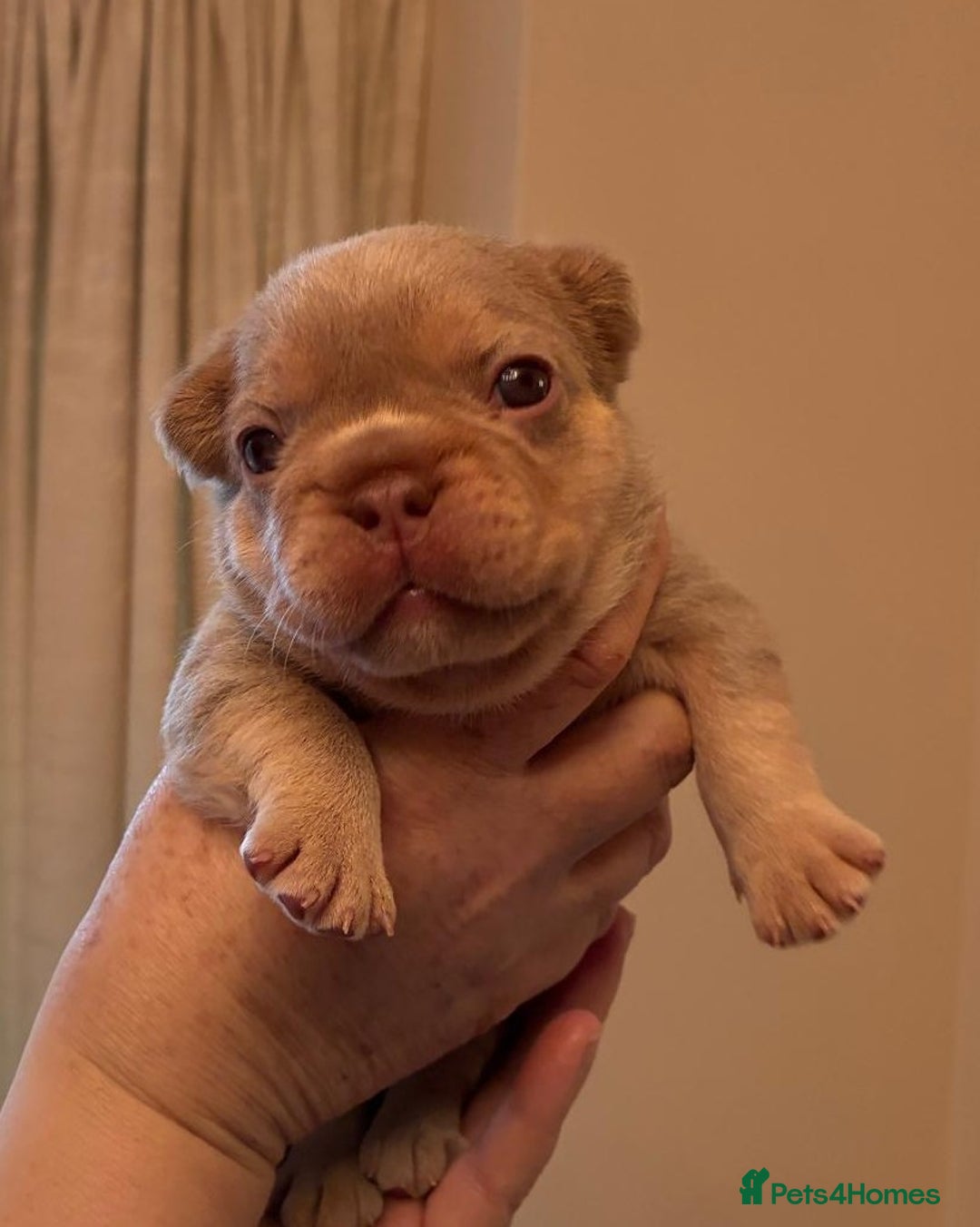 French Bulldog dogs for sale: KC Registered Beautiful French Bulldog Puppies - Advert 27