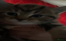Mixed Breed cats for sale: Cute chinchilla Persian x tabby mix kittens  - Image 5