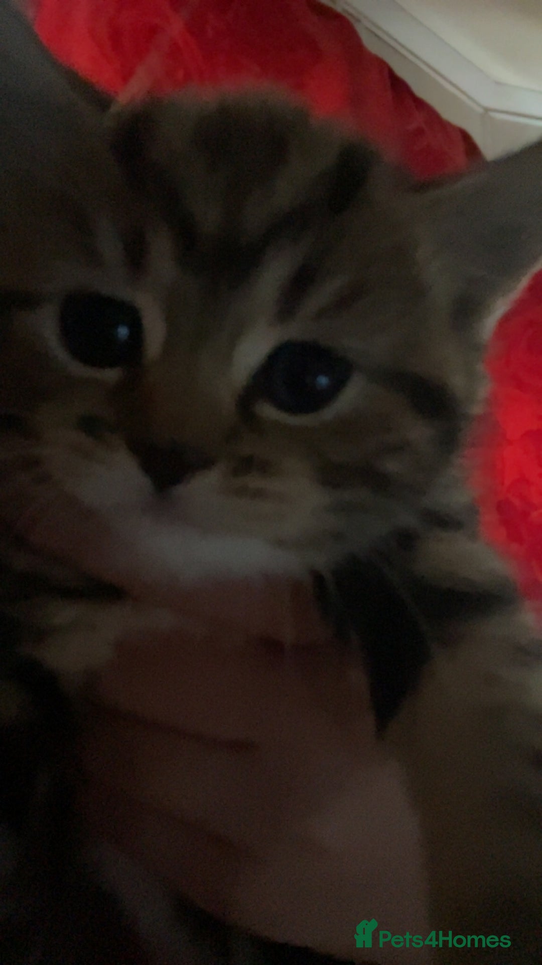 Mixed Breed cats for sale: Cute chinchilla Persian x tabby mix kittens  - Image 5