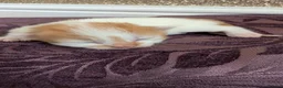 Mixed Breed cats for sale: £40 each or 2 for £70 - read description :) in Liverpool - Advert 4