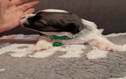 Lhasa Apso dogs for sale: 4 gorgeous Lhasa apso puppies  - Image 14
