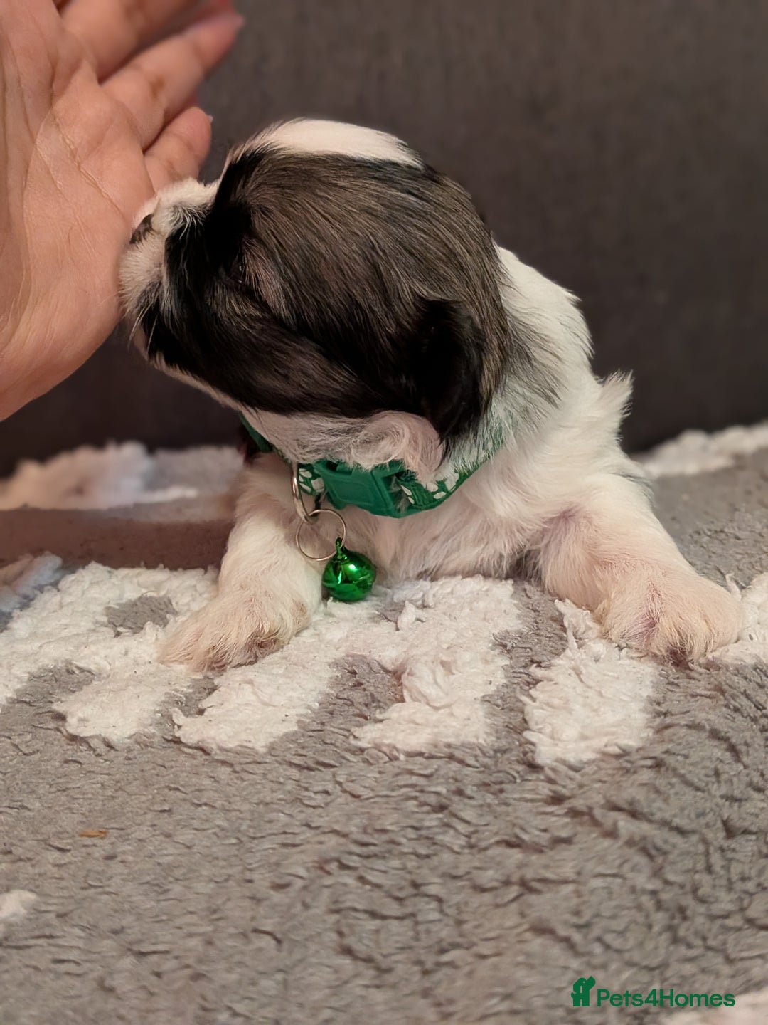 Lhasa Apso dogs for sale: 4 gorgeous Lhasa apso puppies  - Image 14