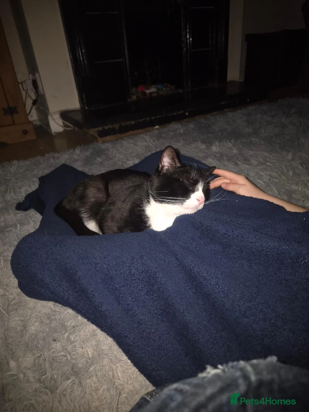 Mixed Breed cats for sale: 2 male black cats - Advert 4