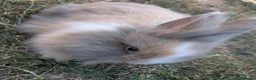 Lionhead rabbits for sale: Lionhead x Netherland dwarfs  - Advert 11