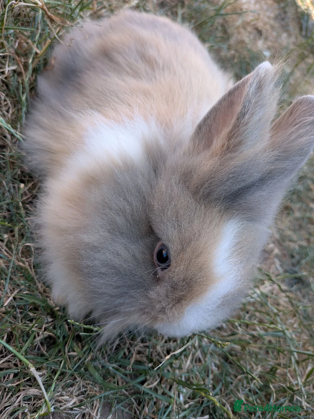 Lionhead rabbits for sale: Lionhead x Netherland dwarfs  - Advert 11