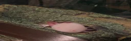Axolotl reptiles for sale: Albino Axolotl  in Hengoed - Advert 2