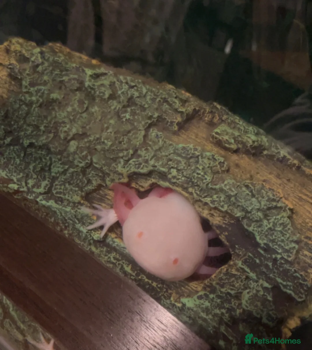 Axolotl reptiles for sale: Albino Axolotl  in Hengoed - Advert 2