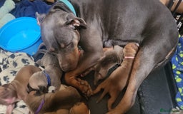 Mixed Breed dogs for sale: Staff cross  - Image 3