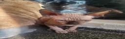 Sphynx cats for sale: Sphynx girls and boy elf 🐾🐾 - Advert 13