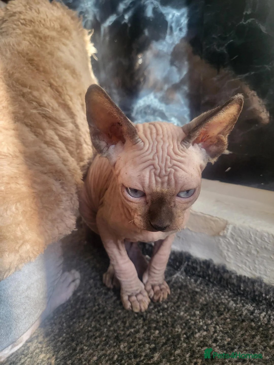 Sphynx cats for sale: Sphynx girls and boy elf 🐾🐾 - Advert 13