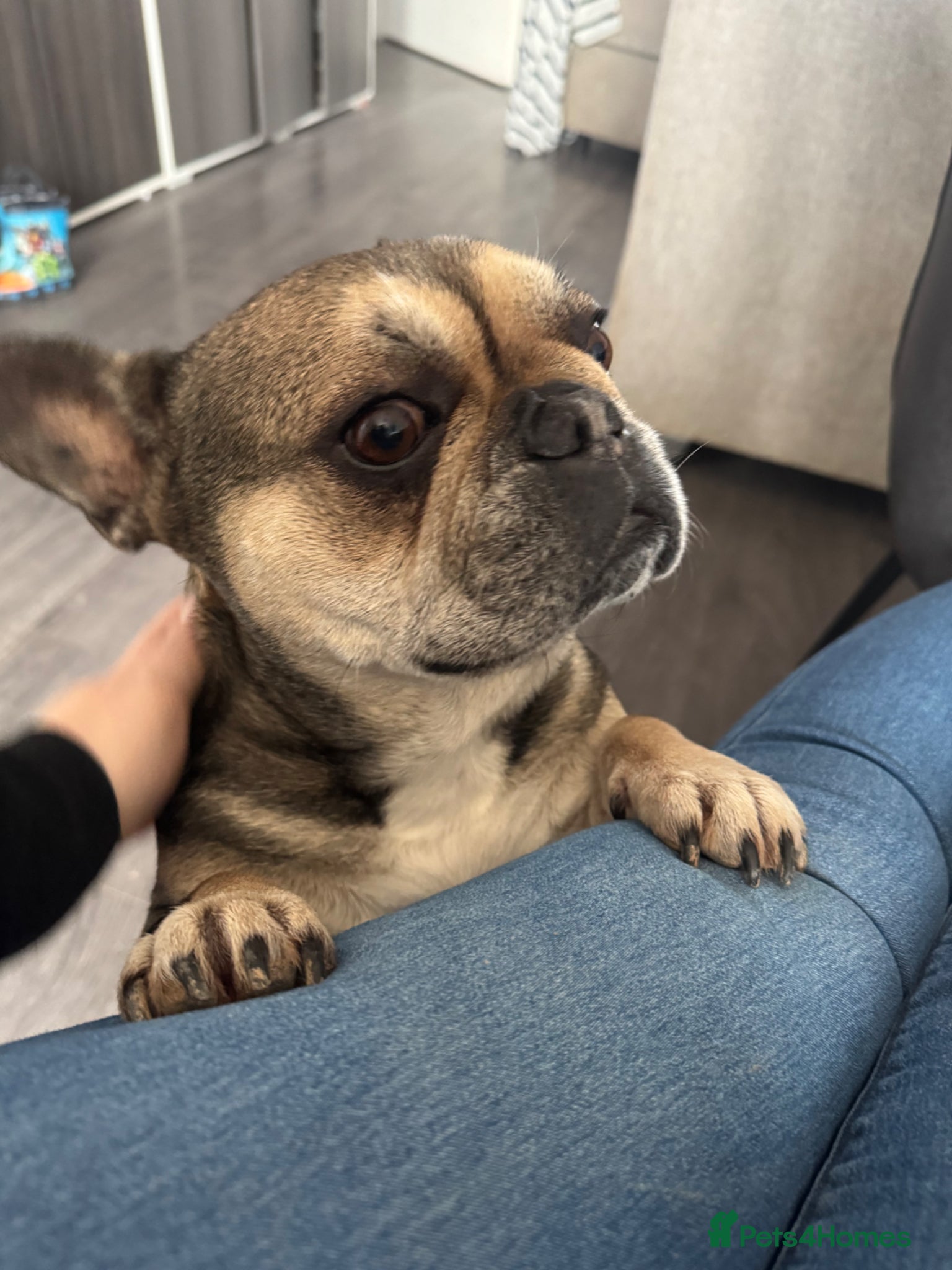 French Bulldog dogs Tilly 6 year old French bulldog  - Advert 1