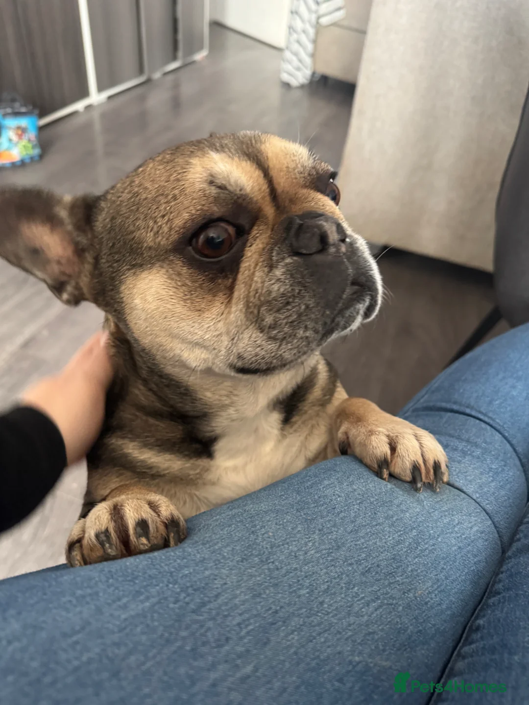 French Bulldog dogs for sale: Tilly 6 year old French bulldog  - Advert 1