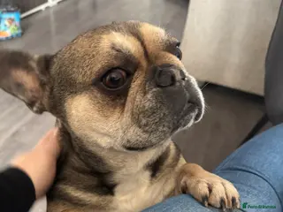 French Bulldog dogs Tilly 6 year old French bulldog - Advert 1