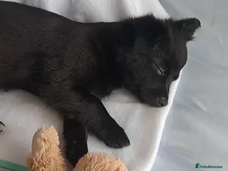 Chihuahua dogs 11 week old male long coat chihuahua pup - Advert 15