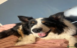Border Collie dogs for sale: Bam & Flo - Image 3