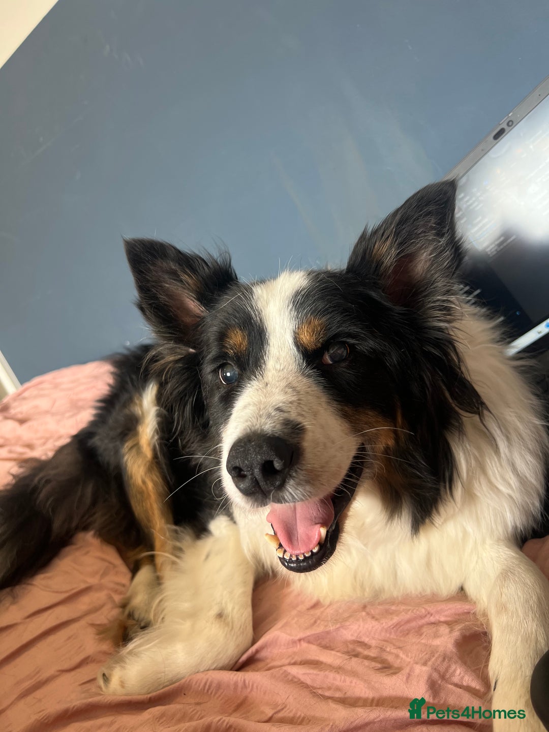 Border Collie dogs for sale: Bam & Flo - Image 3