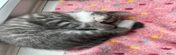 Mixed Breed cats for sale: 4 x Adorable Loving Kittens Ready NOW! - Advert 14
