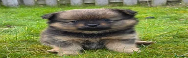 Rufus