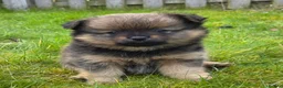 Pomeranian dogs for sale: Pomeranian puppies - Advert 6
