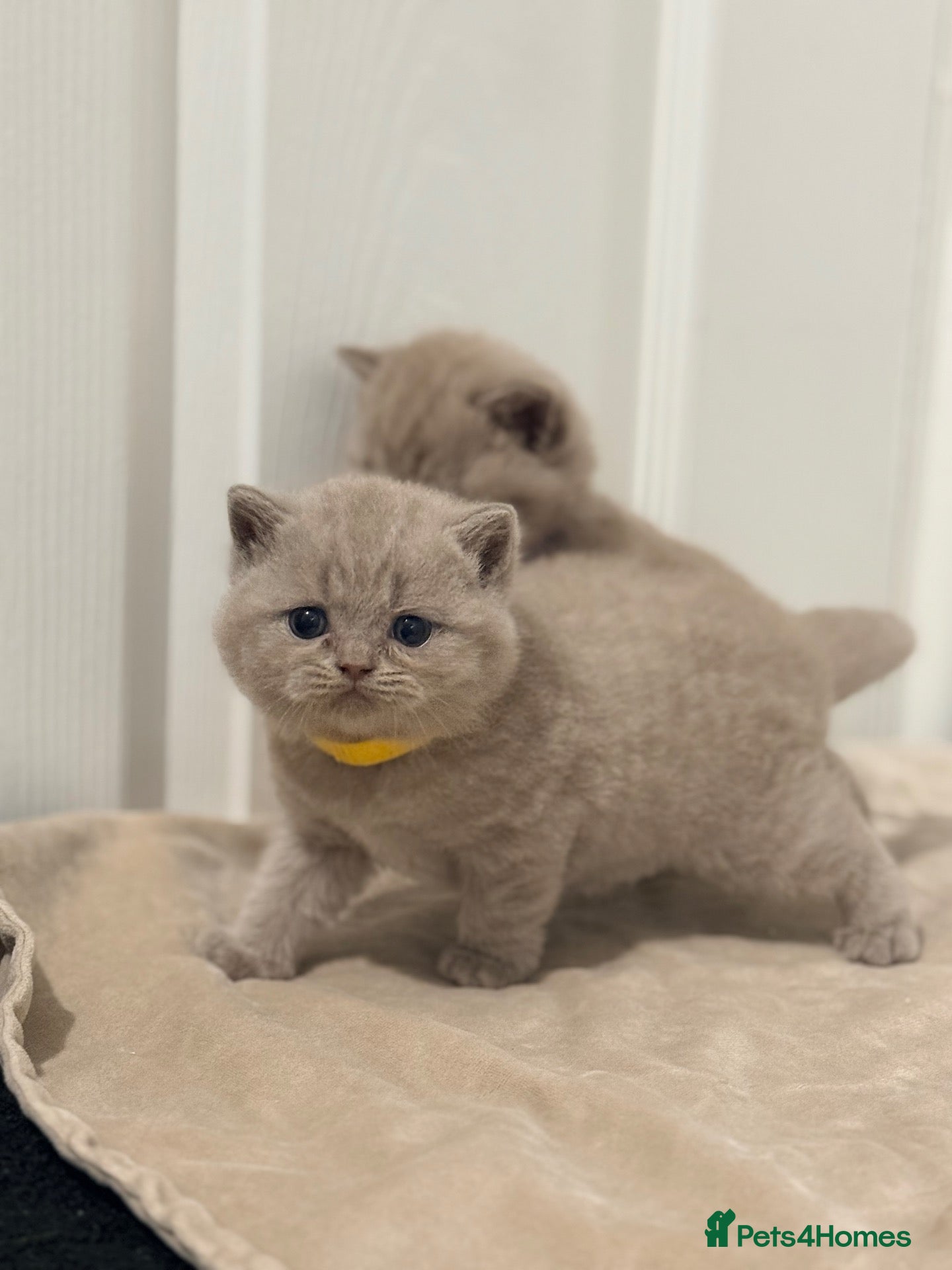 British Shorthair cats Beatufil girl ready in 2 weeks  🐾🤍 - Advert 2