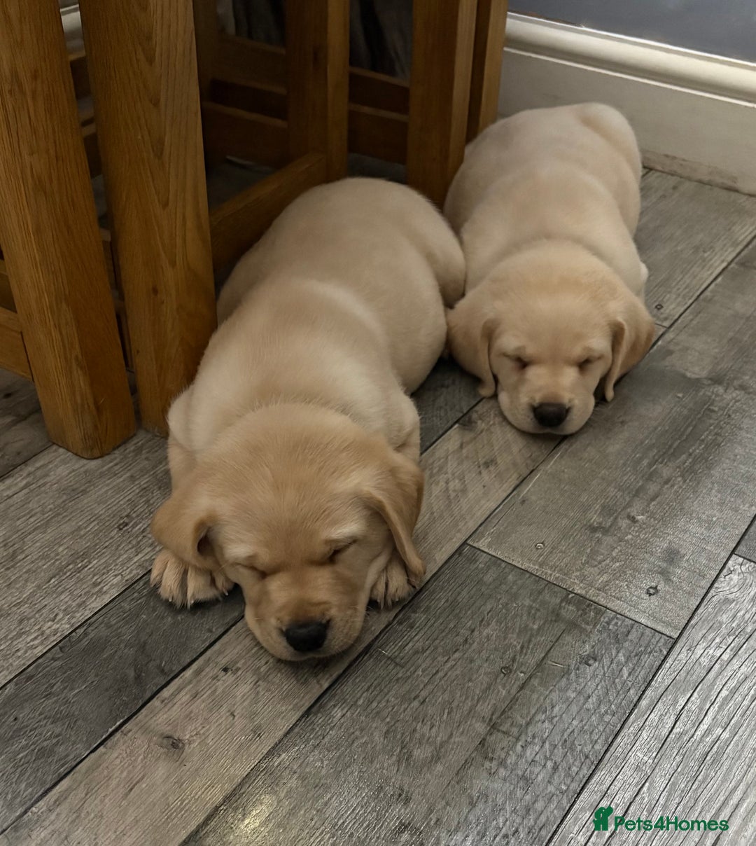 Labrador Retriever dogs for sale: Stunning litter of Labrador puppies - Advert 11
