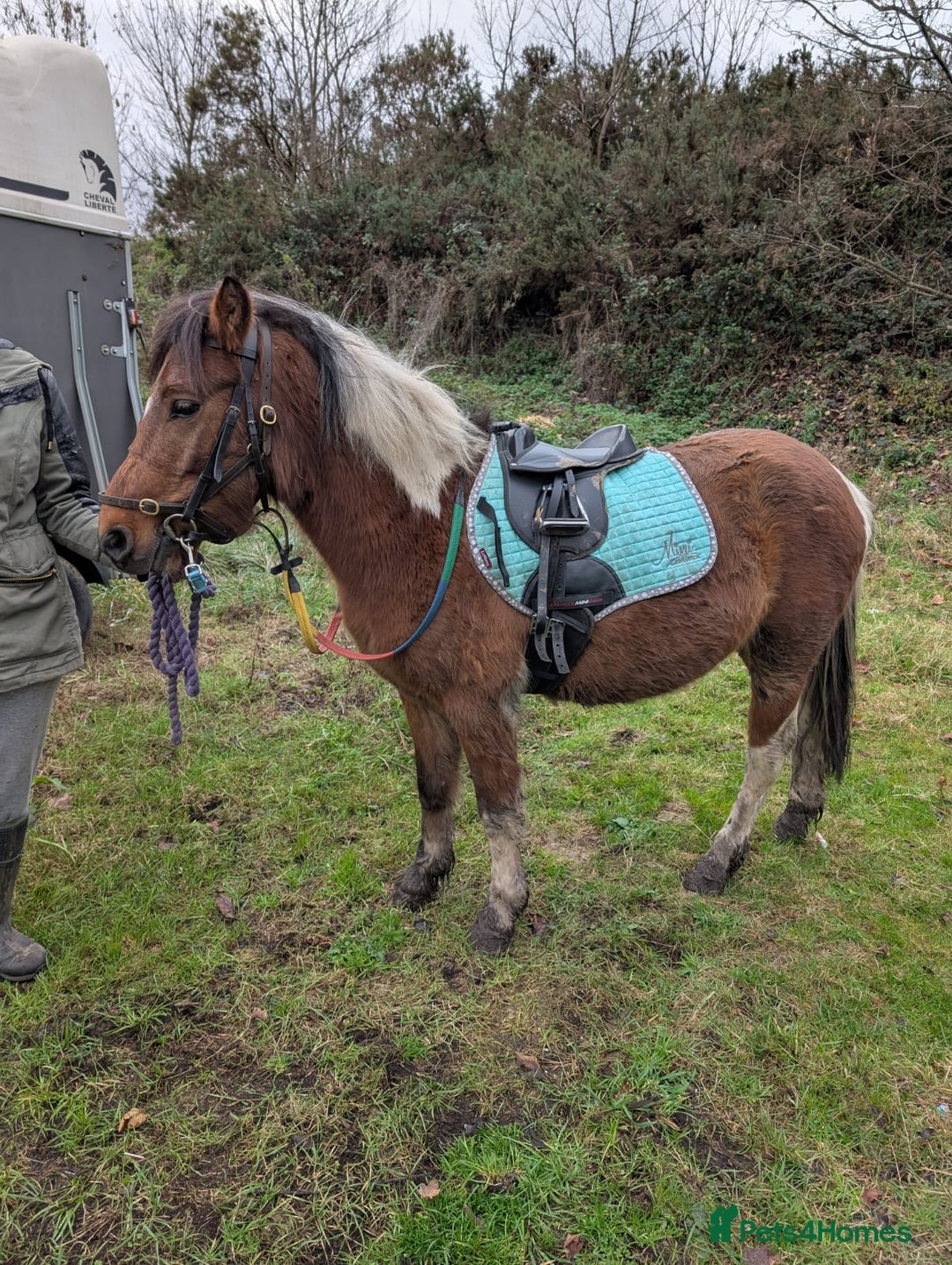 Dartmoor horses for sale: Beautiful 12,2 gelding  - Advert 6