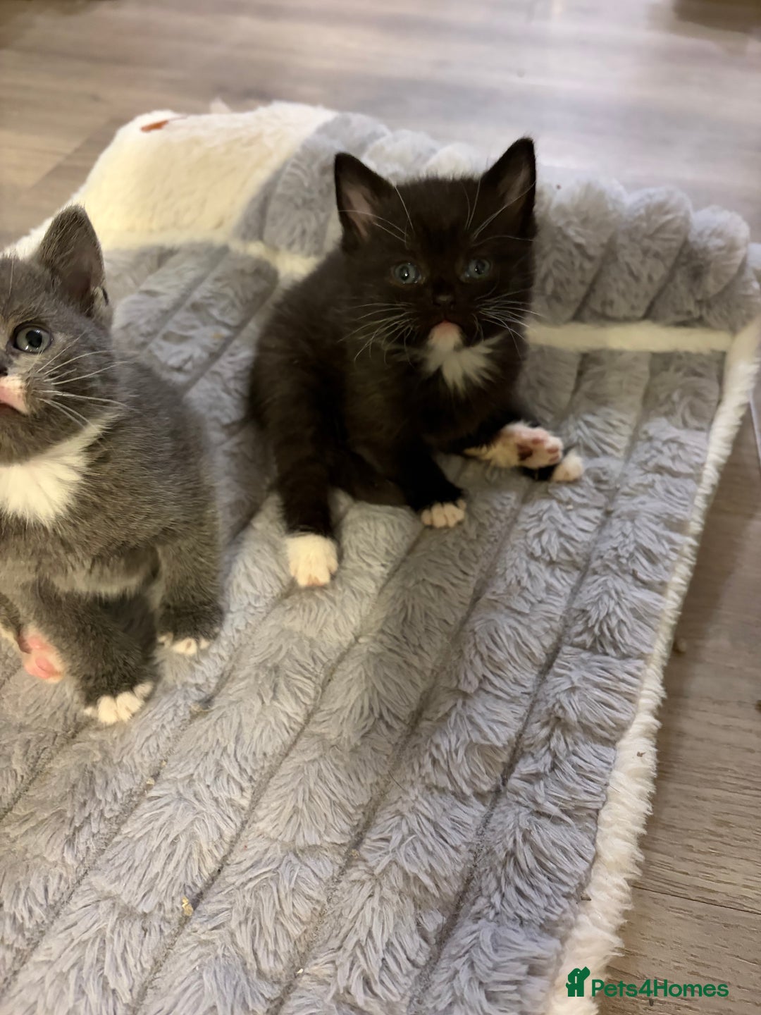 British Shorthair cats for sale: British Shorthair cross kittens - Advert 6